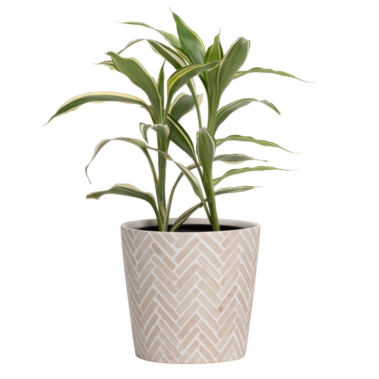herringbone plant pot Bergen Herringbone 4.5d” Ceramic Taper Drop Pot Planter
