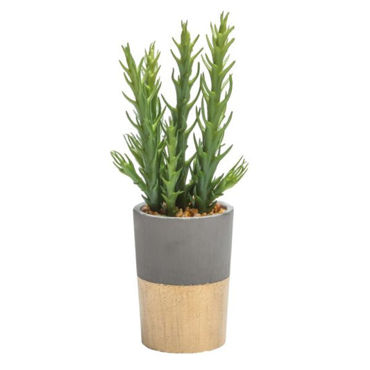 Oro Gold Spike Succulent