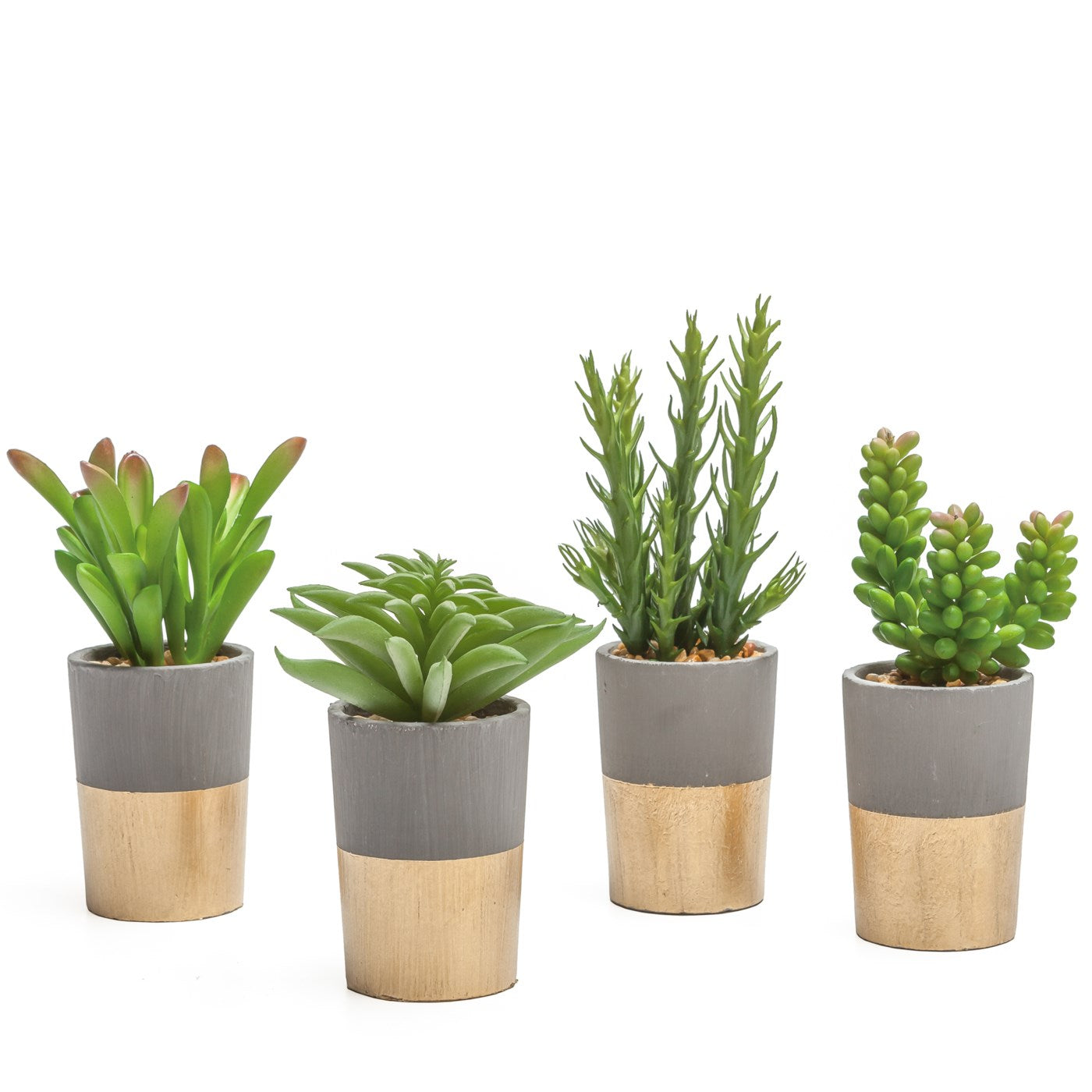 Oro Gold Sedum Succulent